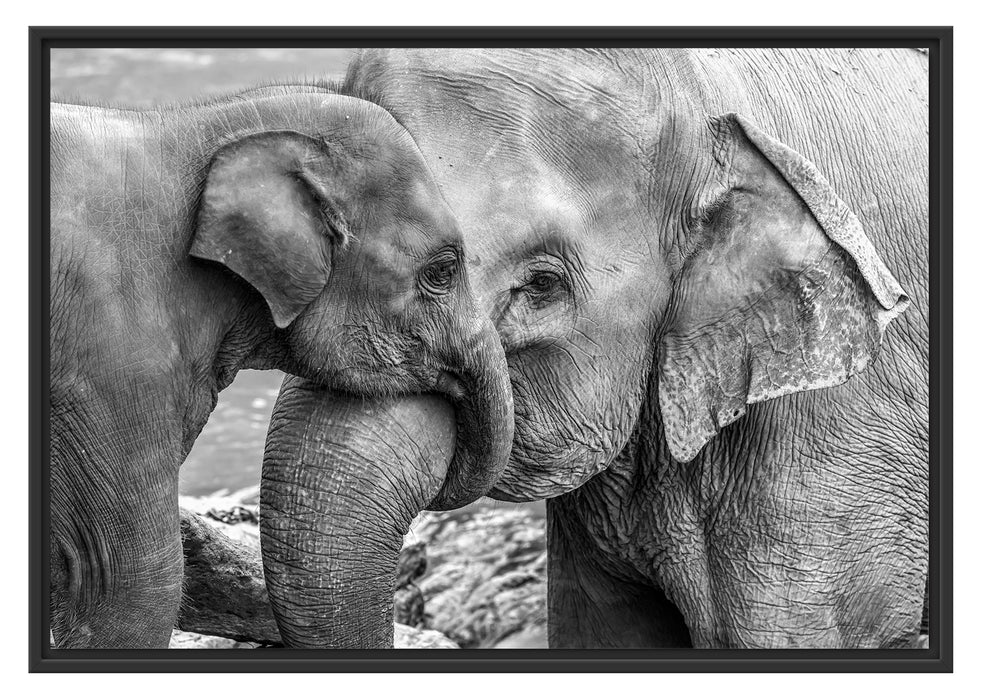 Elefantenmutter mit Kalb B&W Schattenfugenrahmen 100x70