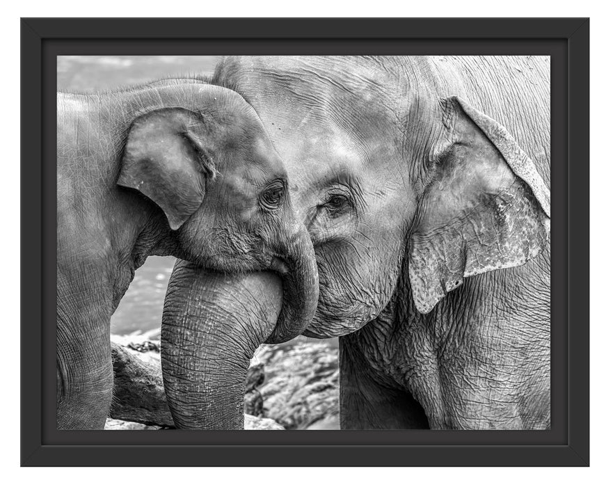 Elefantenmutter mit Kalb B&W Schattenfugenrahmen 38x30