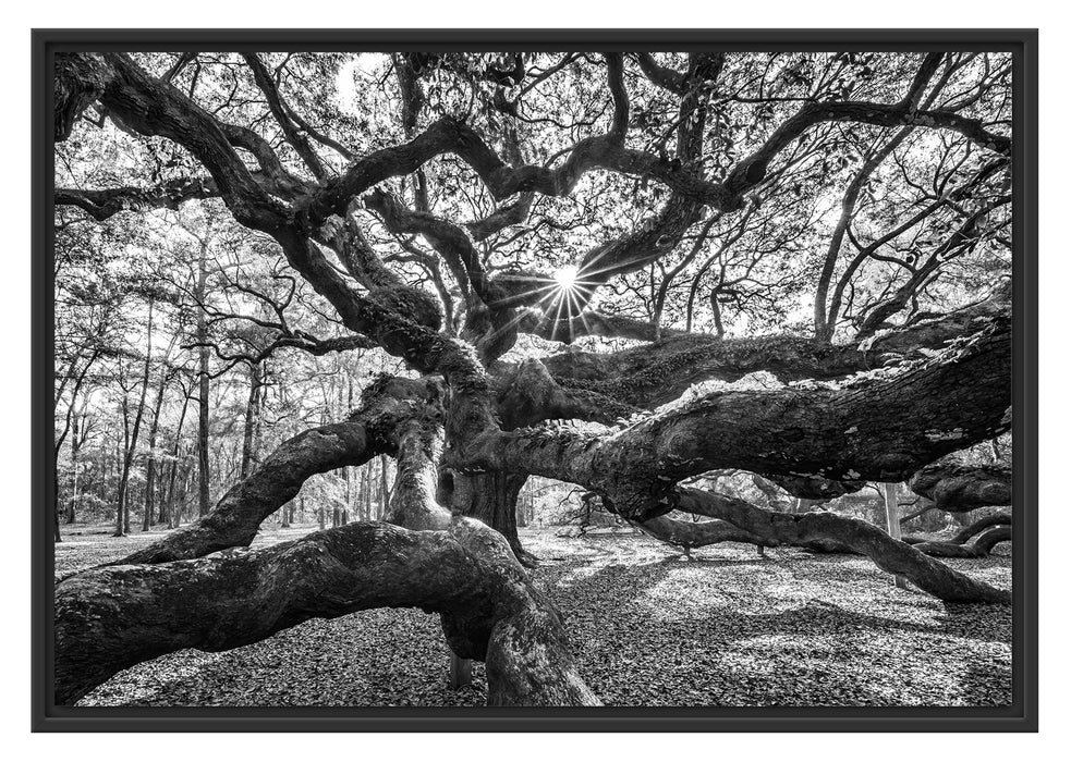 Pixxprint Baum, im Schwebe-Effekt Bilderrahmen