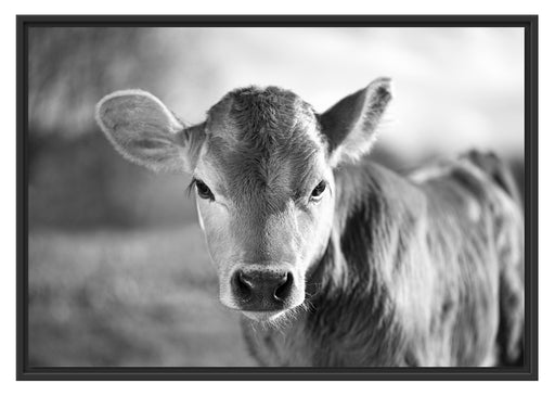 Junge Kuh Kälbchen Kunst B&W Schattenfugenrahmen 100x70