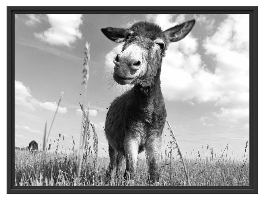 Esel im Feld Schattenfugenrahmen 80x60