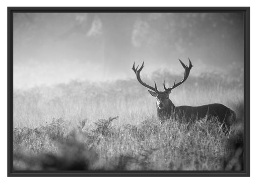 Rotwild Hirsch im Nebel Kunst B&W Schattenfugenrahmen 100x70