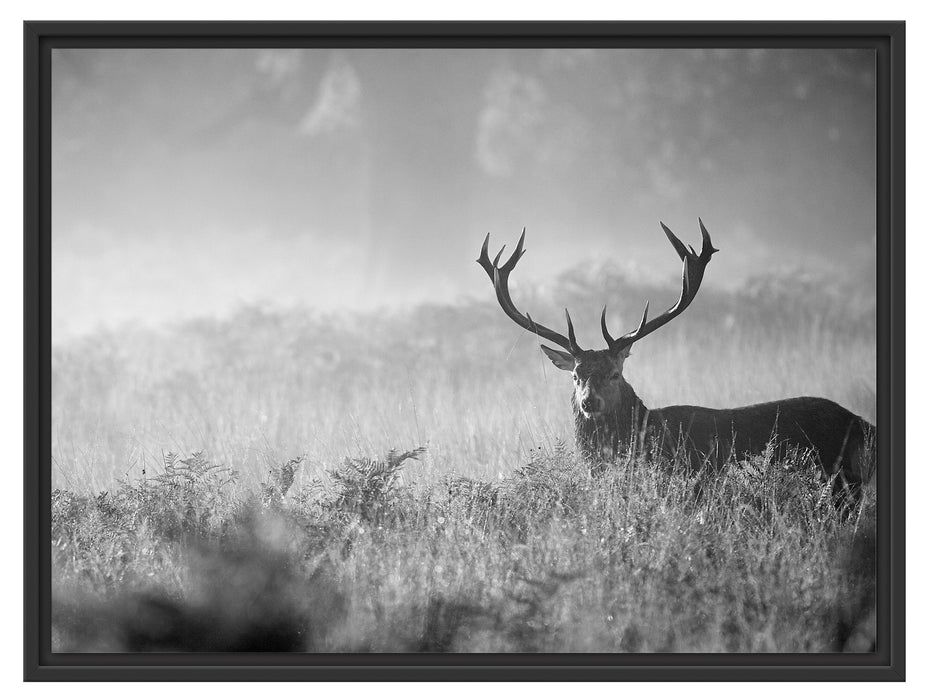 Rotwild Hirsch im Nebel Kunst B&W Schattenfugenrahmen 80x60