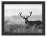 Rotwild Hirsch in Abenddämmerung Schattenfugenrahmen 38x30