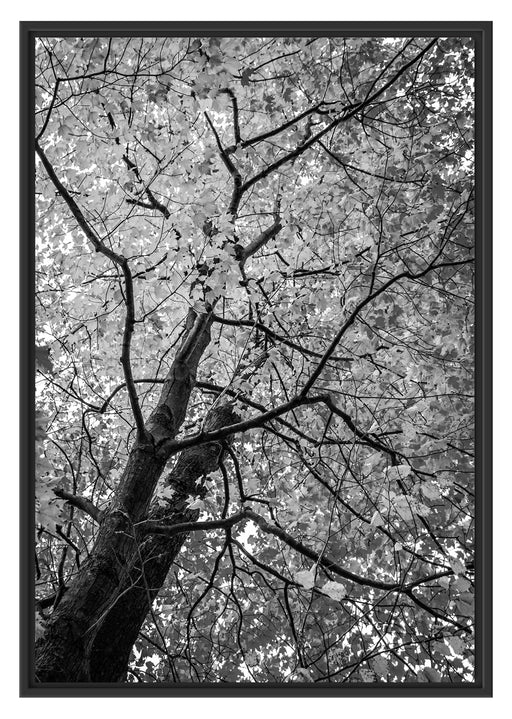 Feurige Herbstblätter Kunst B&W Schattenfugenrahmen 100x70