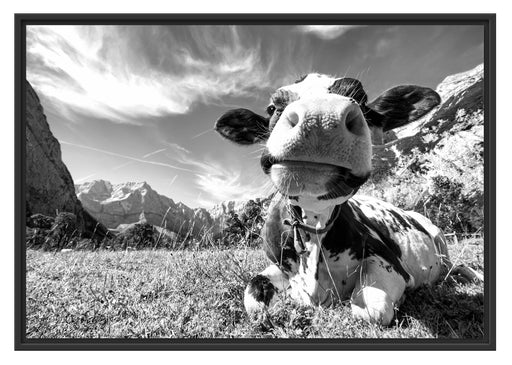 Kuh im Karwendelgebirge Kunst B&W Schattenfugenrahmen 100x70