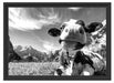 Kuh im Karwendelgebirge Kunst B&W Schattenfugenrahmen 55x40