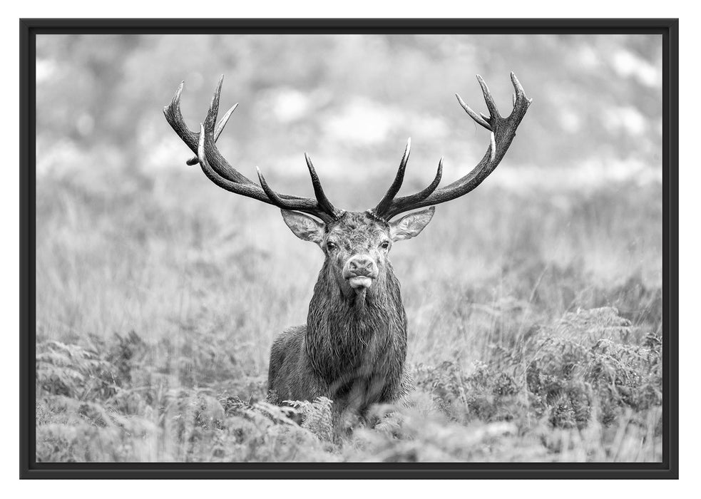 Pixxprint Großer Hirsch im Feld Kunst B&W, im Schwebe-Effekt Bilderrahmen