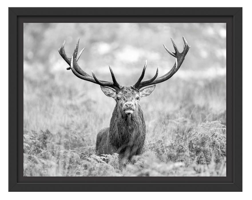 Großer Hirsch im Feld Kunst B&W Schattenfugenrahmen 38x30