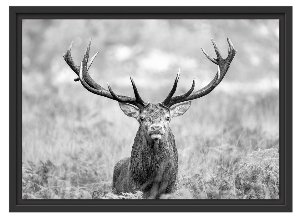 Großer Hirsch im Feld Kunst B&W Schattenfugenrahmen 55x40