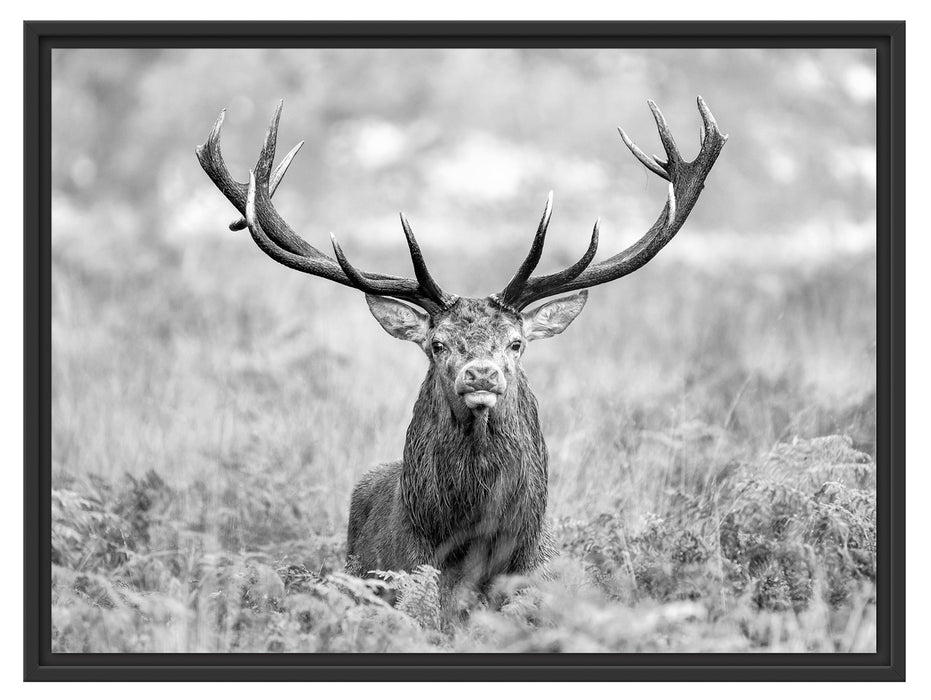 Großer Hirsch im Feld Kunst B&W Schattenfugenrahmen 80x60