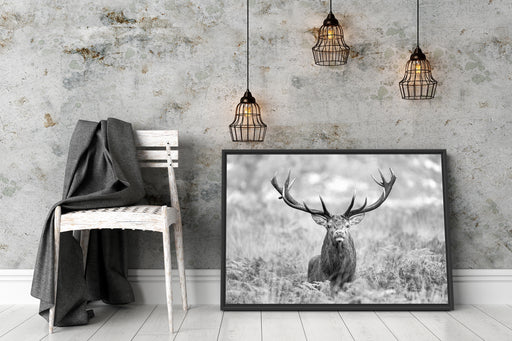 Großer Hirsch im Feld Kunst B&W Schattenfugenrahmen Wohnzimmer