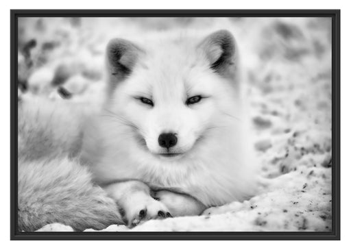 Weißer Fuchs Schattenfugenrahmen 100x70