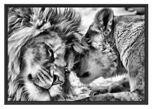 Kuschelnde Löwen Schattenfugenrahmen 100x70