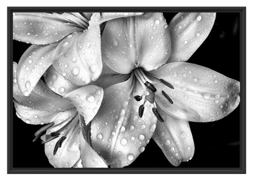 Dark Blüte schwarz-Weiß Schattenfugenrahmen 100x70