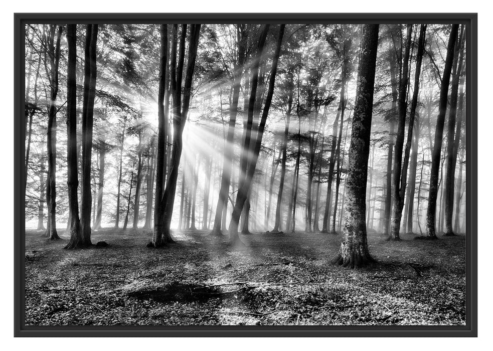 Pixxprint Waldlichtung im Sonnenschein, im Schwebe-Effekt Bilderrahmen