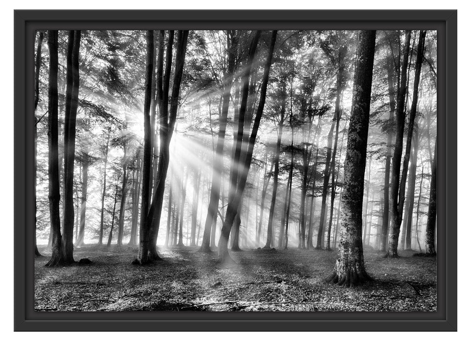 Waldlichtung im Sonnenschein Schattenfugenrahmen 55x40