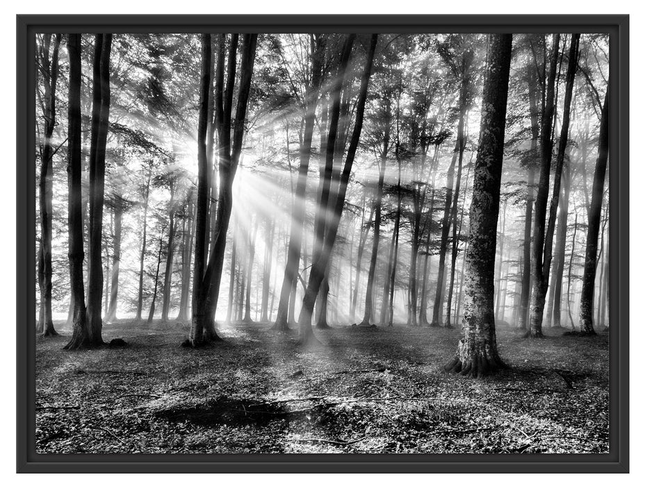 Waldlichtung im Sonnenschein Schattenfugenrahmen 80x60