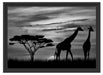 Afrika Giraffen im Sonnenuntergang Schattenfugenrahmen 55x40