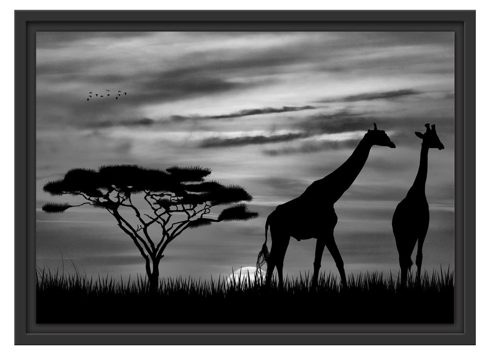 Afrika Giraffen im Sonnenuntergang Schattenfugenrahmen 55x40