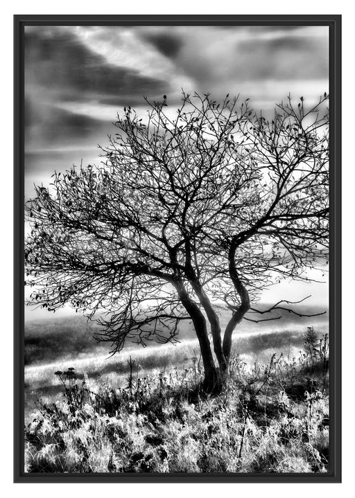 Baum im Gras Schattenfugenrahmen 100x70