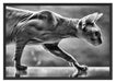 Einzigartige Sphynx Katze Schattenfugenrahmen 100x70