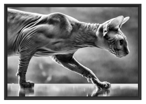 Einzigartige Sphynx Katze Schattenfugenrahmen 100x70