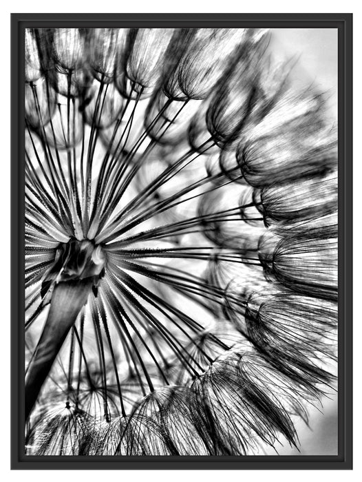 Schöne Pusteblume Schattenfugenrahmen 80x60