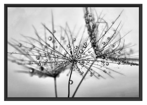 Pusteblume bedeckt mit Tropfen Schattenfugenrahmen 100x70