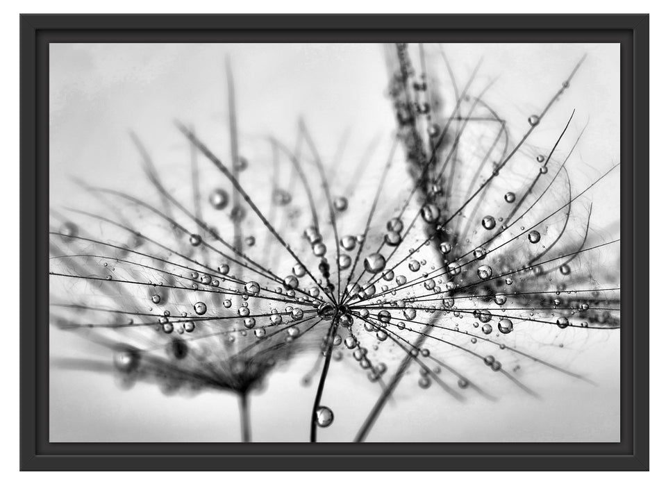 Pusteblume bedeckt mit Tropfen Schattenfugenrahmen 55x40