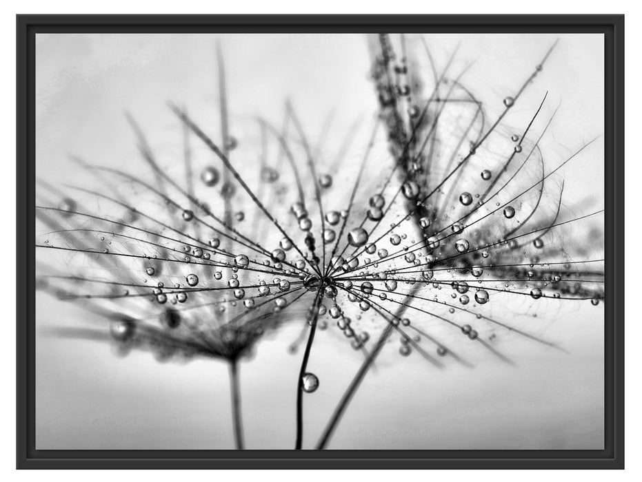 Pusteblume bedeckt mit Tropfen Schattenfugenrahmen 80x60