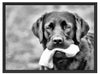 schwarzer Labrador mit Spielzeug Schattenfugenrahmen 80x60