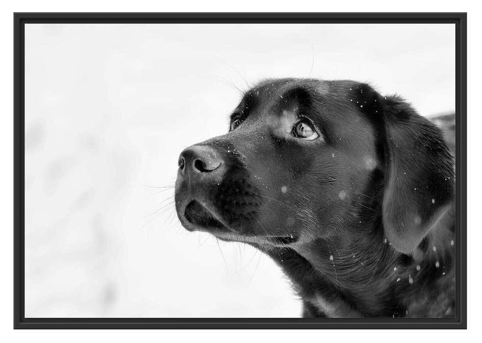 Pixxprint Schwarzer Labrador im Schnee, im Schwebe-Effekt Bilderrahmen