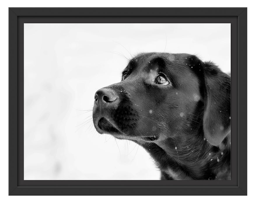 Schwarzer Labrador im Schnee Schattenfugenrahmen 38x30