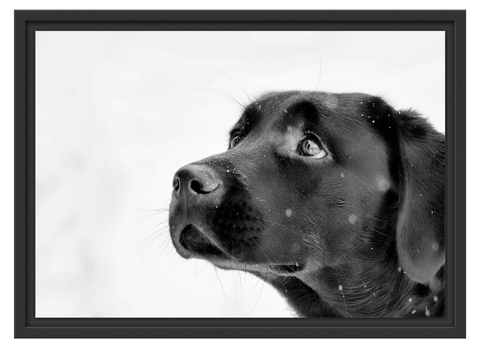 Schwarzer Labrador im Schnee Schattenfugenrahmen 55x40