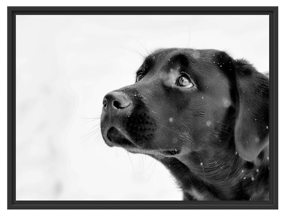 Schwarzer Labrador im Schnee Schattenfugenrahmen 80x60