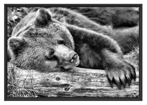 Bär schläft auf Baumstamm Schattenfugenrahmen 100x70