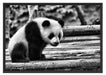 Panda auf Holzstämmen Schattenfugenrahmen 100x70