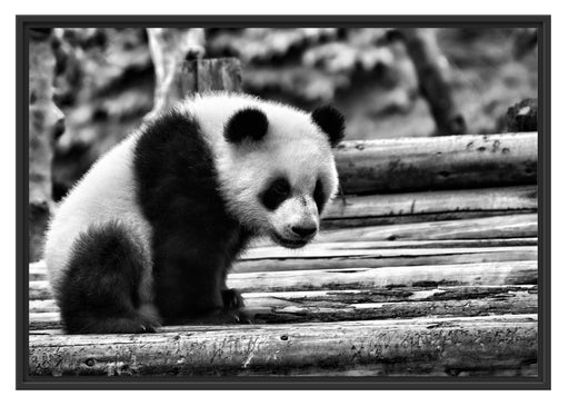 Panda auf Holzstämmen Schattenfugenrahmen 100x70