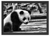 Panda auf Holzstämmen Schattenfugenrahmen 55x40
