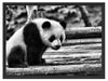 Panda auf Holzstämmen Schattenfugenrahmen 80x60