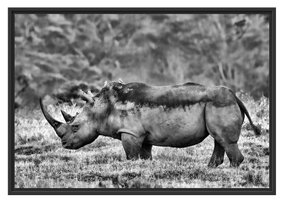 großes Nashorn in der Savanne Schattenfugenrahmen 100x70