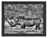 großes Nashorn in der Savanne Schattenfugenrahmen 38x30