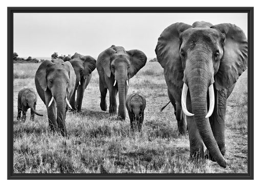 große wandernde Elefantenhorde Schattenfugenrahmen 100x70