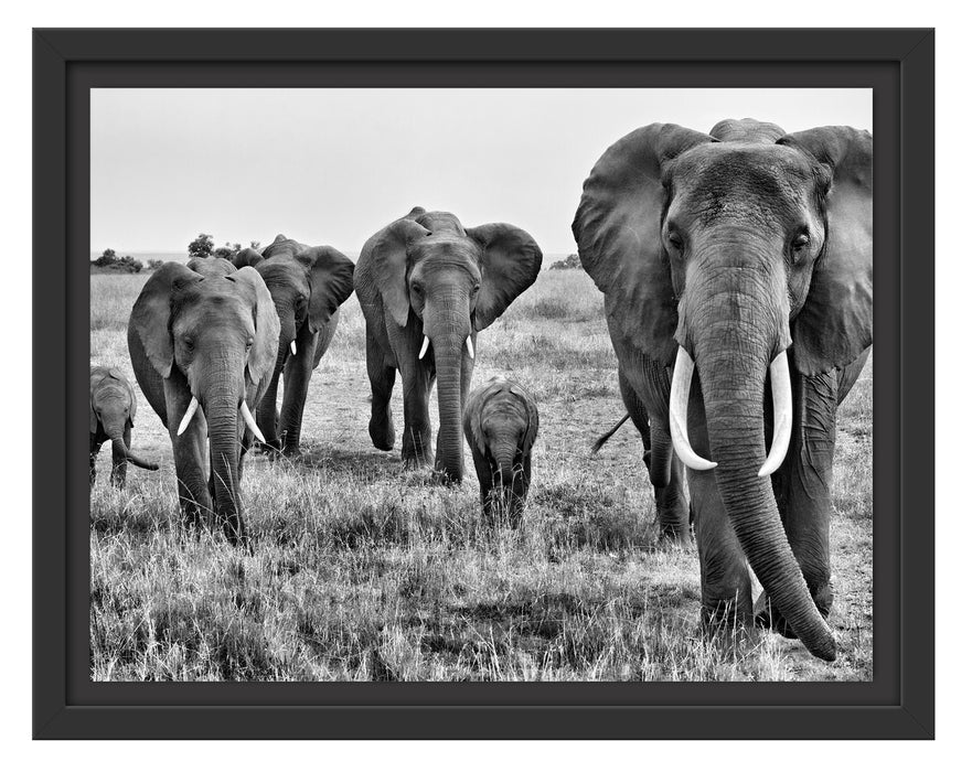 große wandernde Elefantenhorde Schattenfugenrahmen 38x30