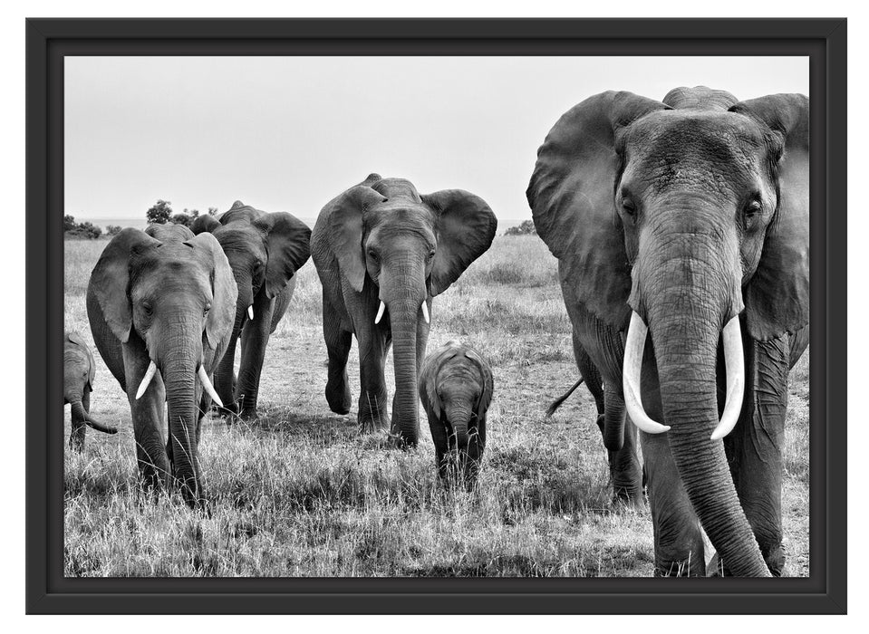 große wandernde Elefantenhorde Schattenfugenrahmen 55x40