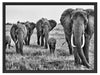 große wandernde Elefantenhorde Schattenfugenrahmen 80x60