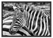 prächtiges Zebra Schattenfugenrahmen 100x70