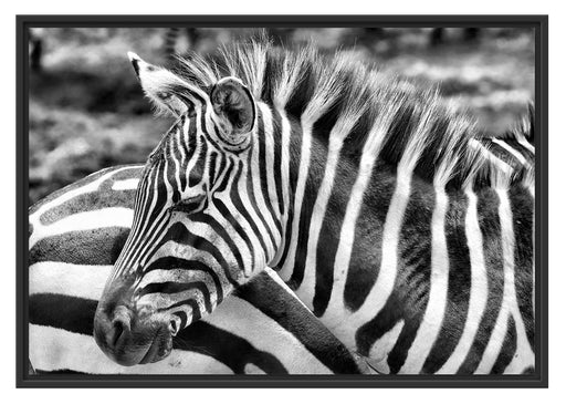 prächtiges Zebra Schattenfugenrahmen 100x70