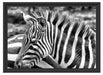 prächtiges Zebra Schattenfugenrahmen 55x40